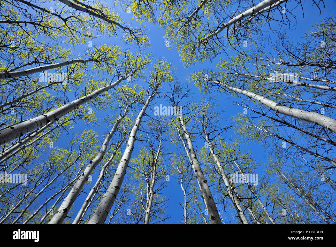 Looking up tall aspen trees hi-res stock photography and images - Alamy
