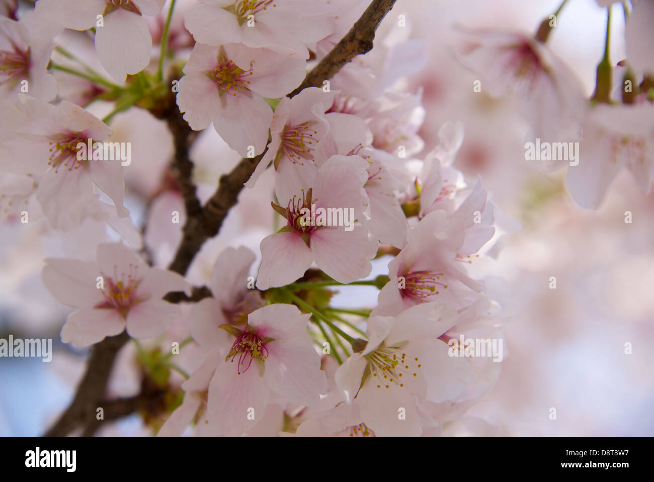 Japan cherry blossom close up hi-res stock photography and images - Alamy