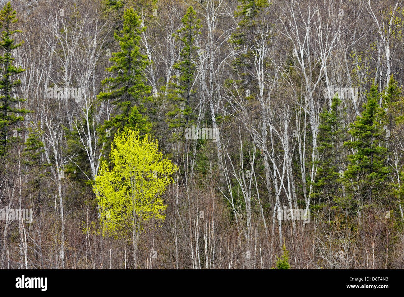 A hillside with spruce aspen and birch in early spring Greater Sudbury  Ontario Canada Stock Photo