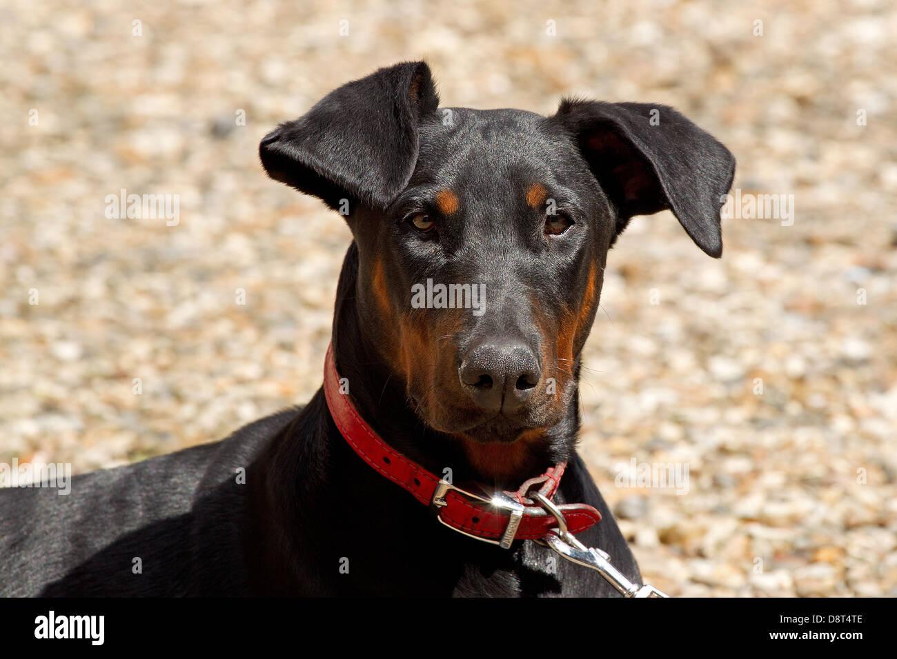 Portrait of a young Doberman pedigree dog Stock Photo