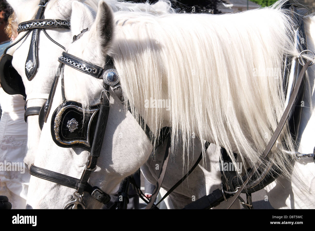 grey horse showing leather eye blinkers Stock Photo