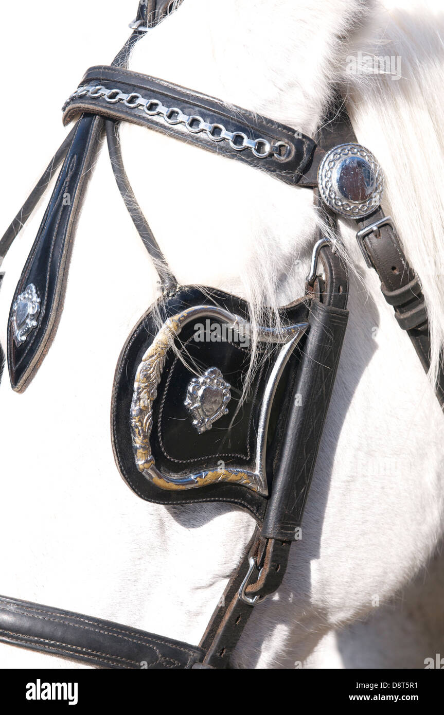 Horse blinkers hi-res stock photography and images - Alamy