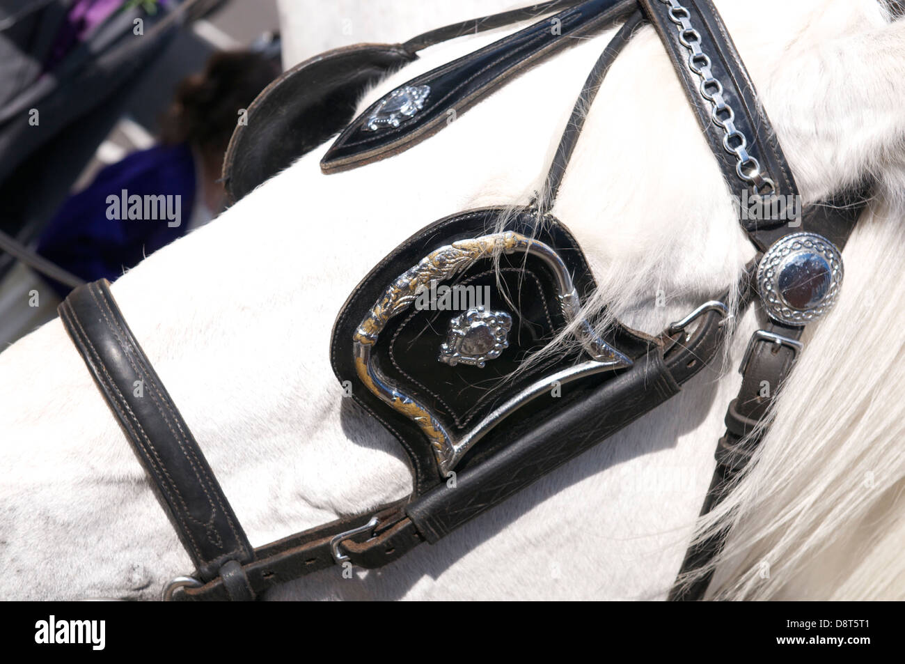 grey horse showing leather eye blinkers Stock Photo