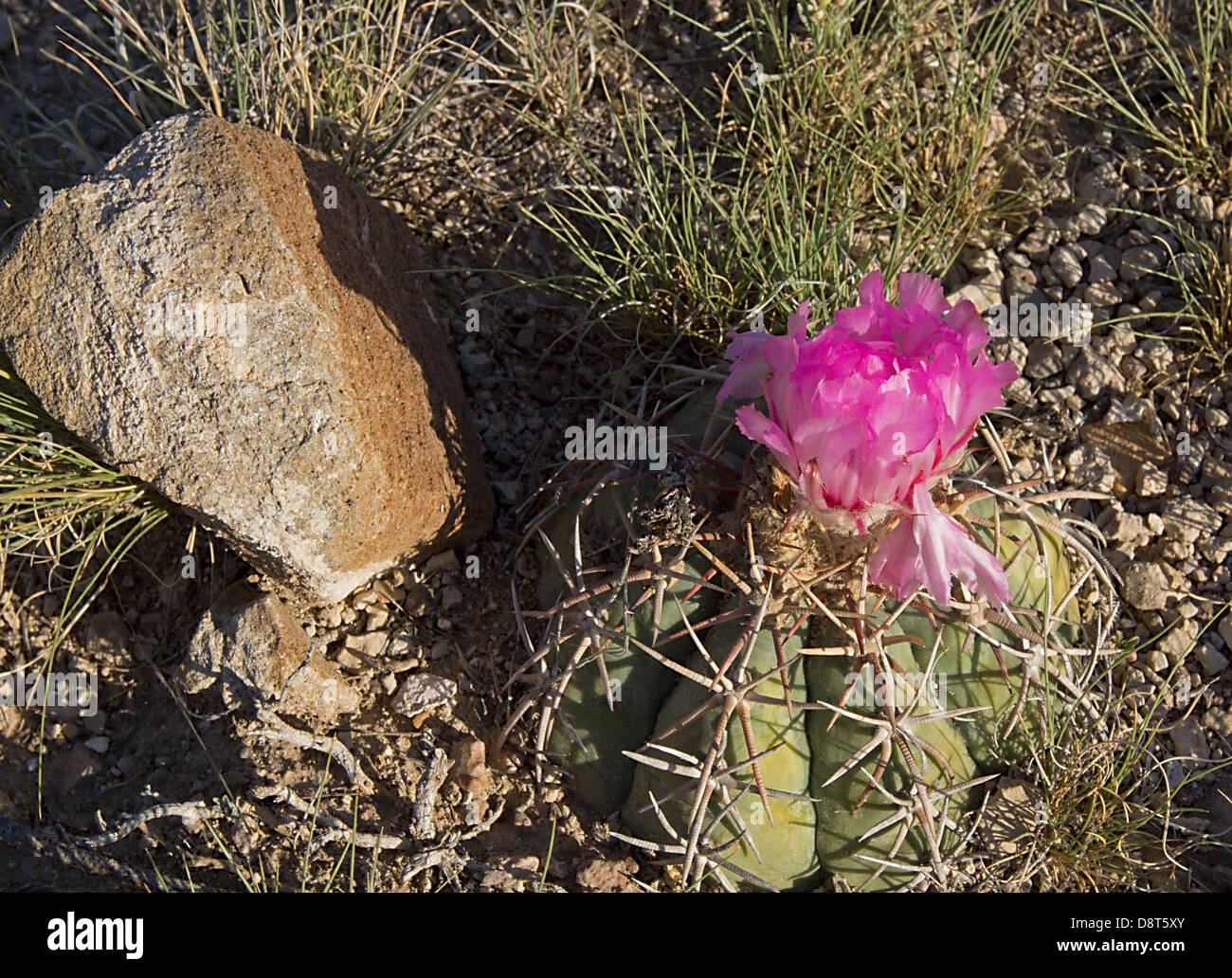 Blooming cactus Ferocactus echidne var. victoriensis near Marathon, West Texas, in the north tip of the Chihuahuan Desert. Stock Photo