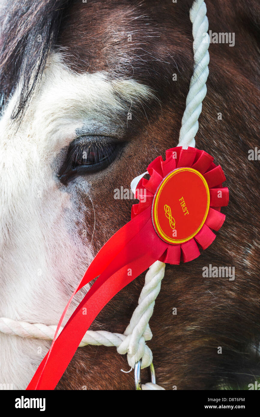 Prizewinning Clydesdale horse with the rosette, Ayrshire, Scotland, UK Stock Photo