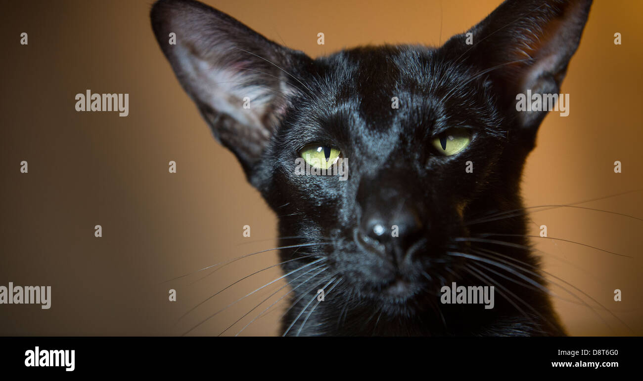 Black oriental shorthair cat with vivid green eyes. Stock Photo