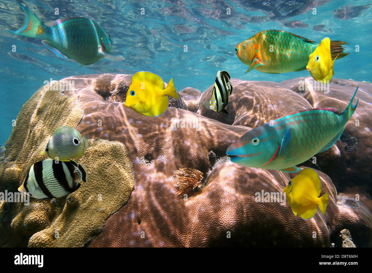 Colorful tropical fish and coral with water surface in background Stock Photo