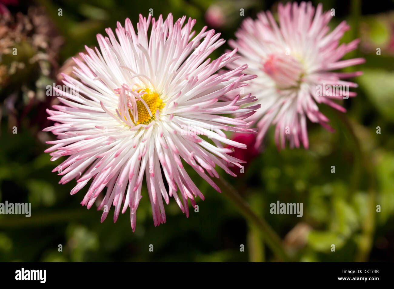 Macro image of Bellis flowers growing in the ornamental garden at the rear of stable block in Beckenham Place Park. Stock Photo