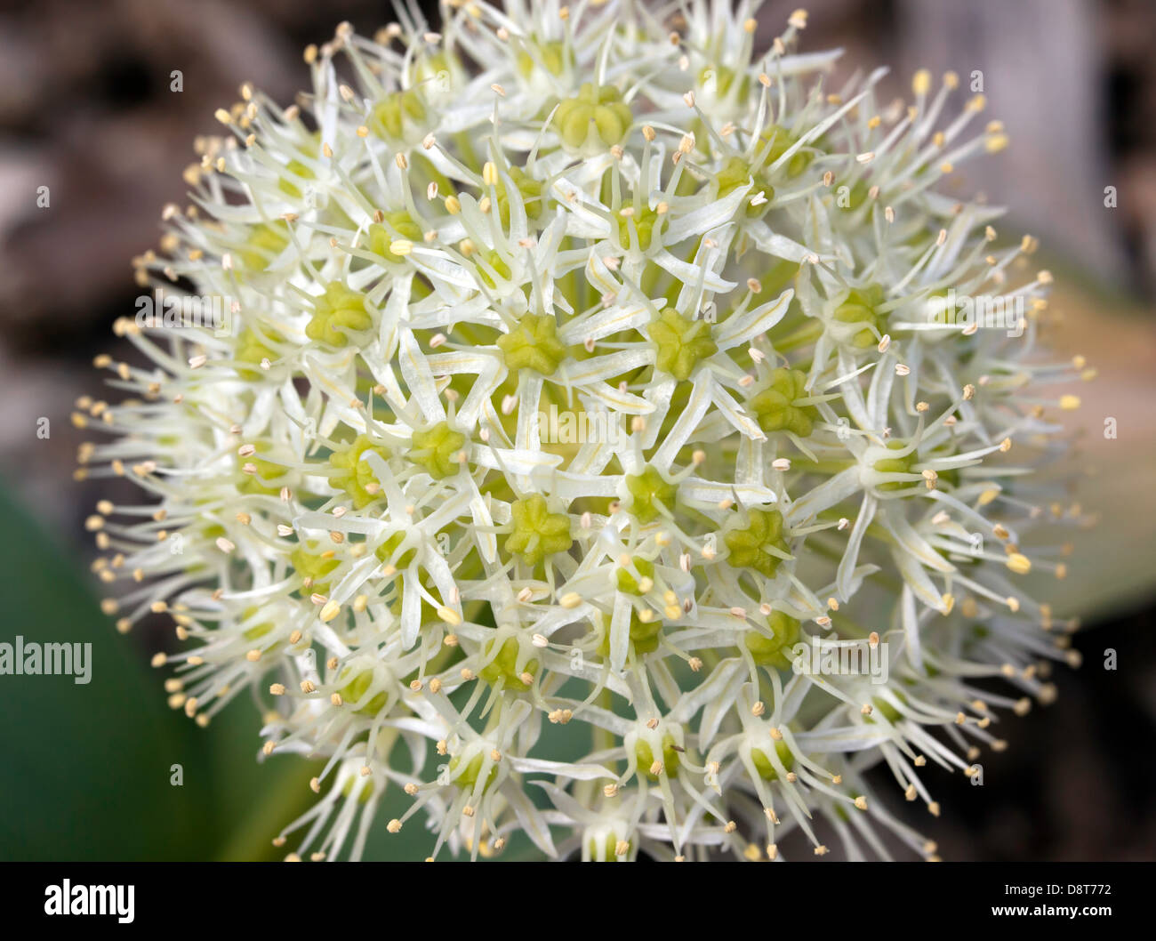 Close-up image of a single Allium flower  growing in the new  Sensory Gardens at Beckenham Place Park, Lewisham Stock Photo