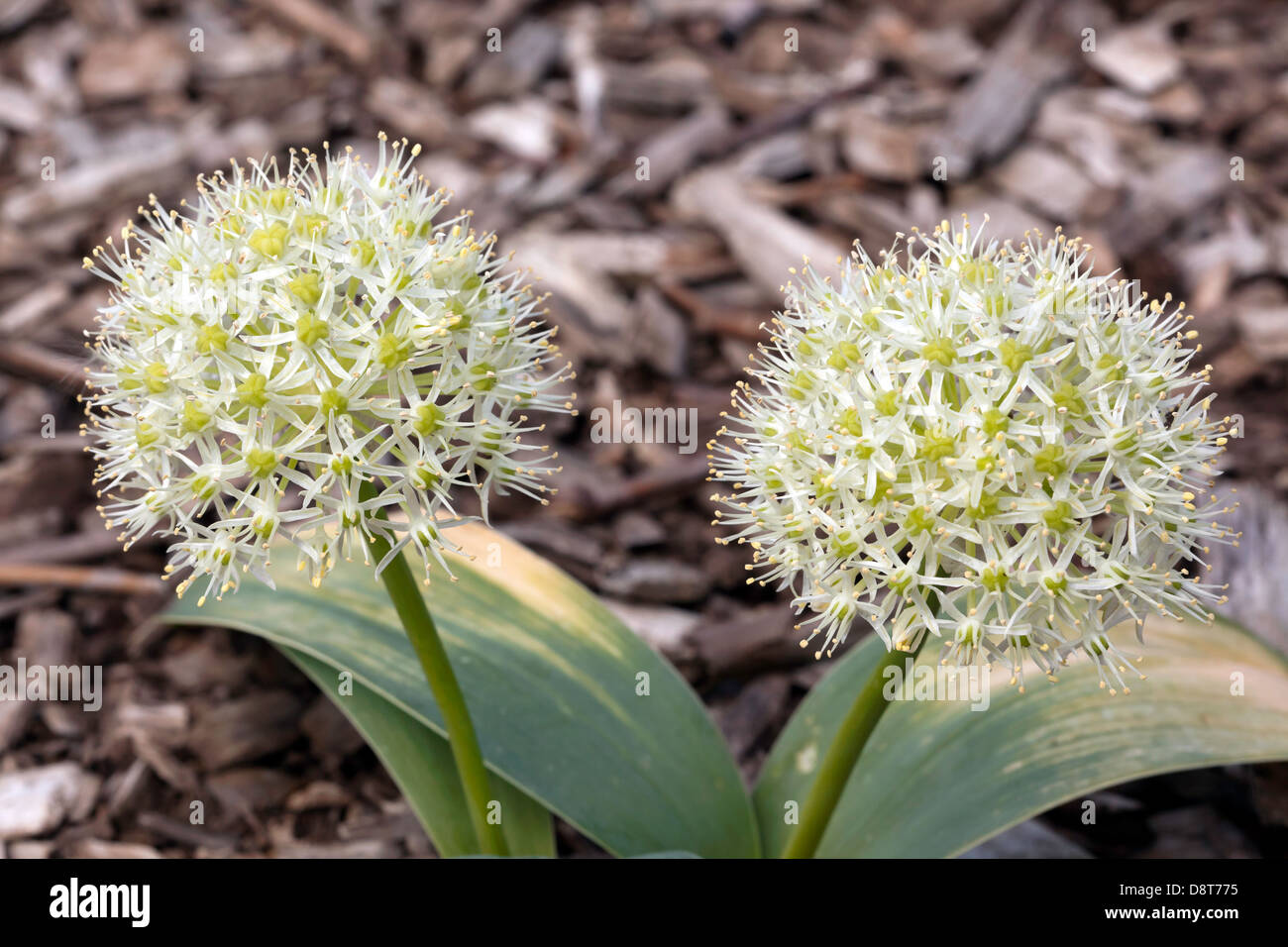 Cultivated Alliums growing in the new  Sensory Gardens at Beckenham Place Park, Lewisham Stock Photo