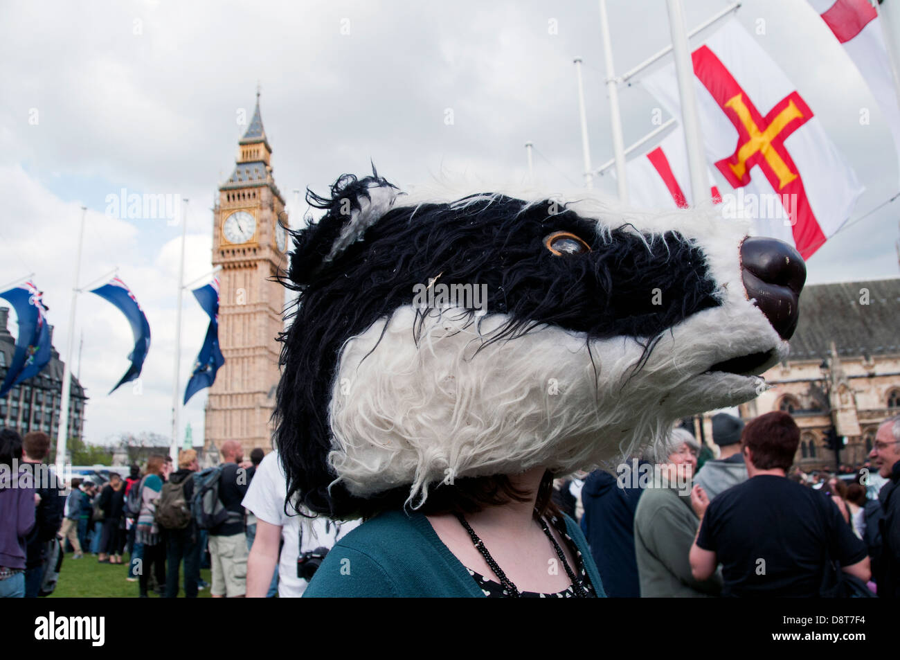 British badgers hires stock photography and images Alamy