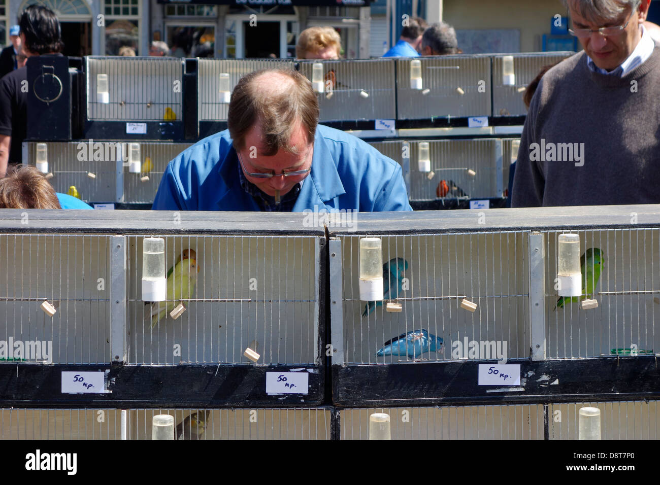 Market vendor selling colourful songbirds in birdcages for sale at pet stand at domestic animal market Stock Photo