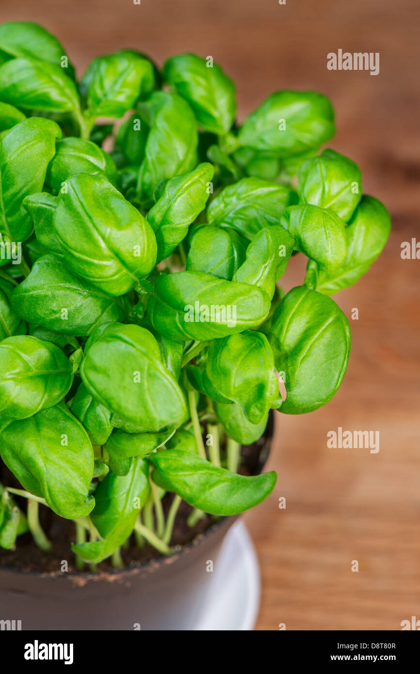 potted basil herb plant on wooden table Stock Photo