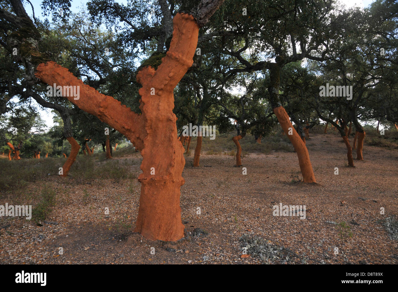 cork oak trees stripped for cork bark Stock Photo Alamy