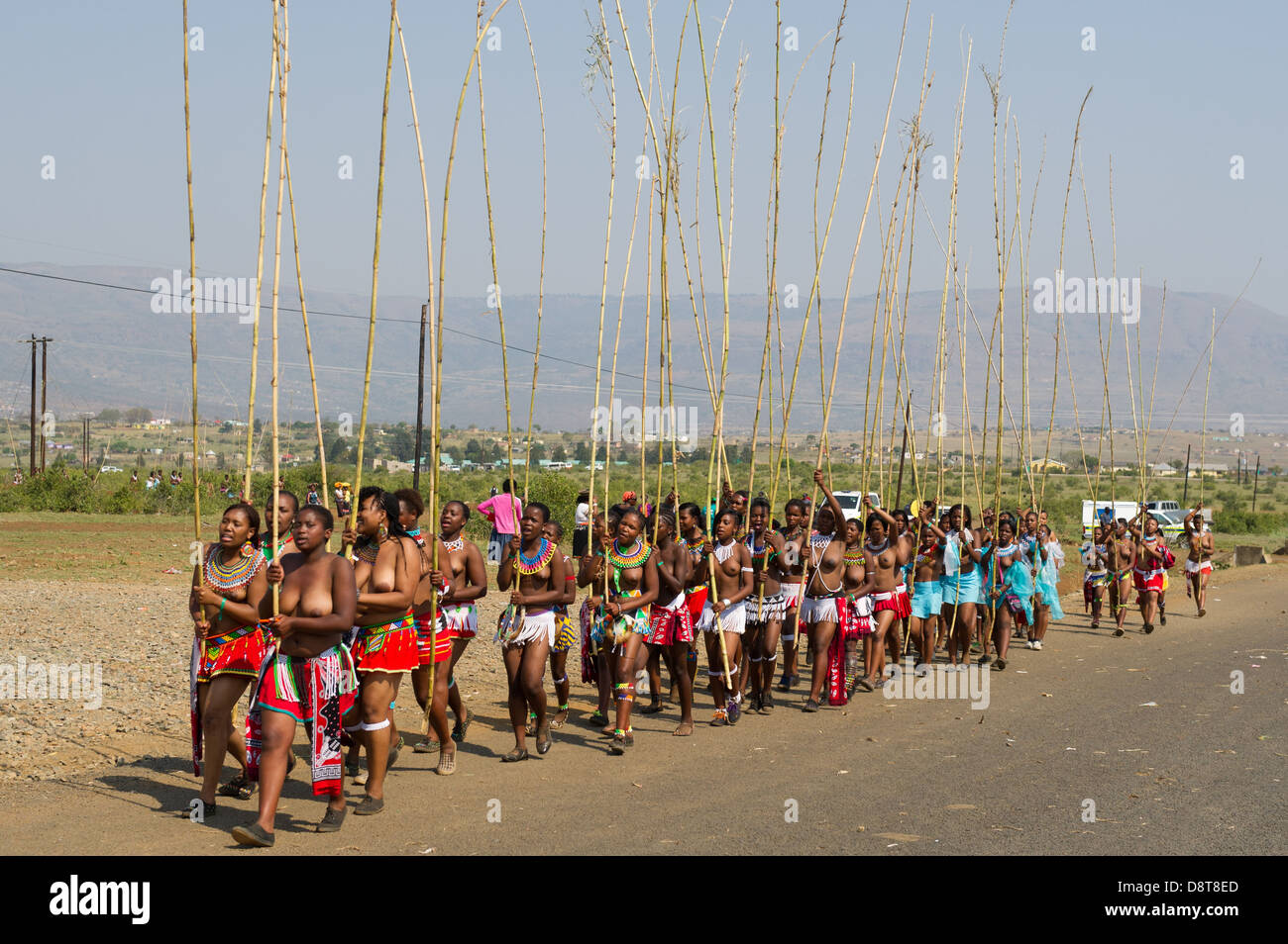 Zulu Maidens Deliver Reed Sticks To The King Zulu Reed Dance At