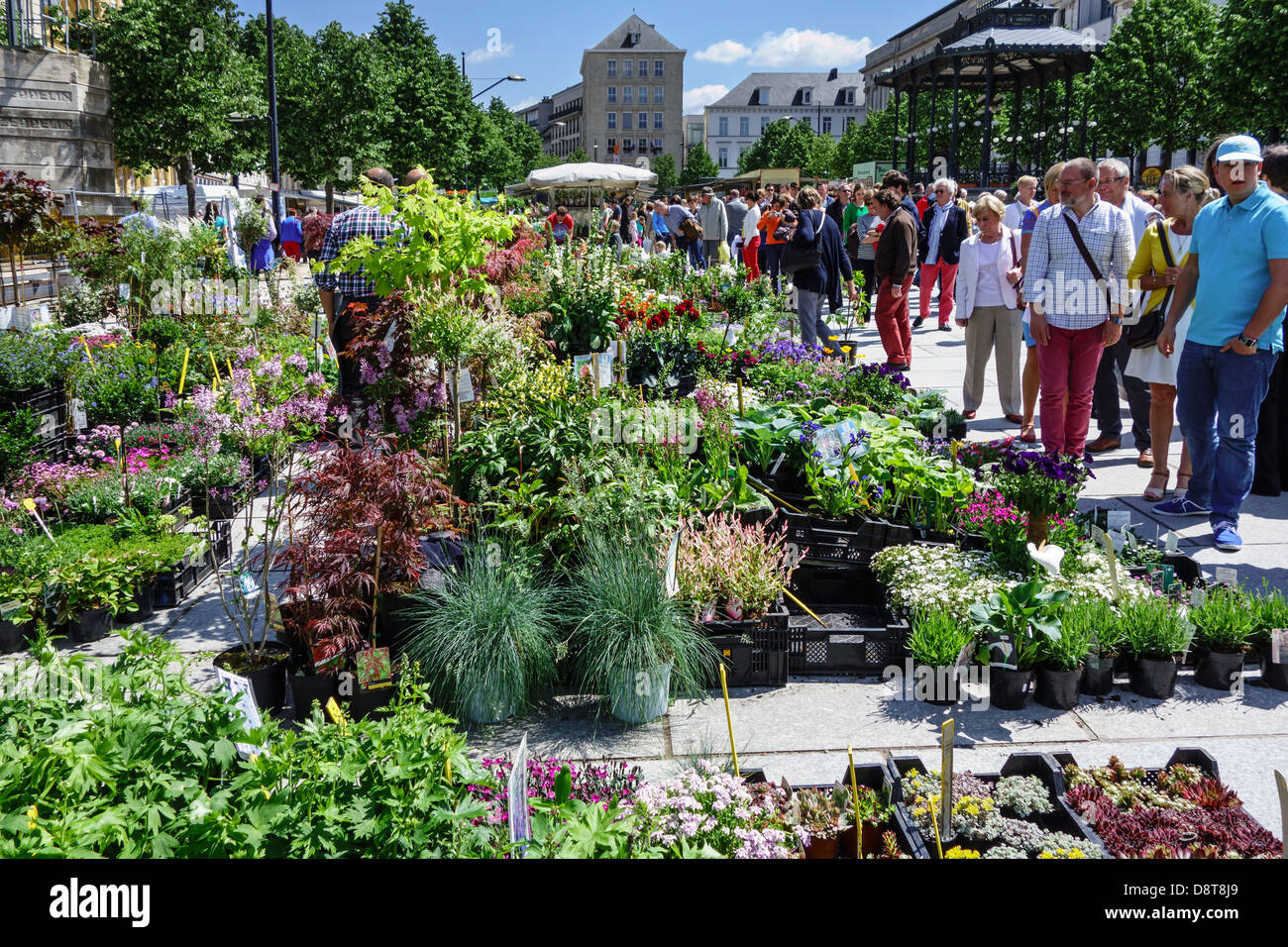 Stands with colourful flowers at the flower market on the Kouter square