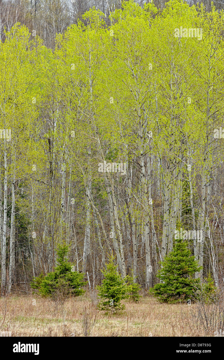 Spring aspens spruce and birches at the edge of a meadow Greater Sudbury  Ontario Canada Stock Photo