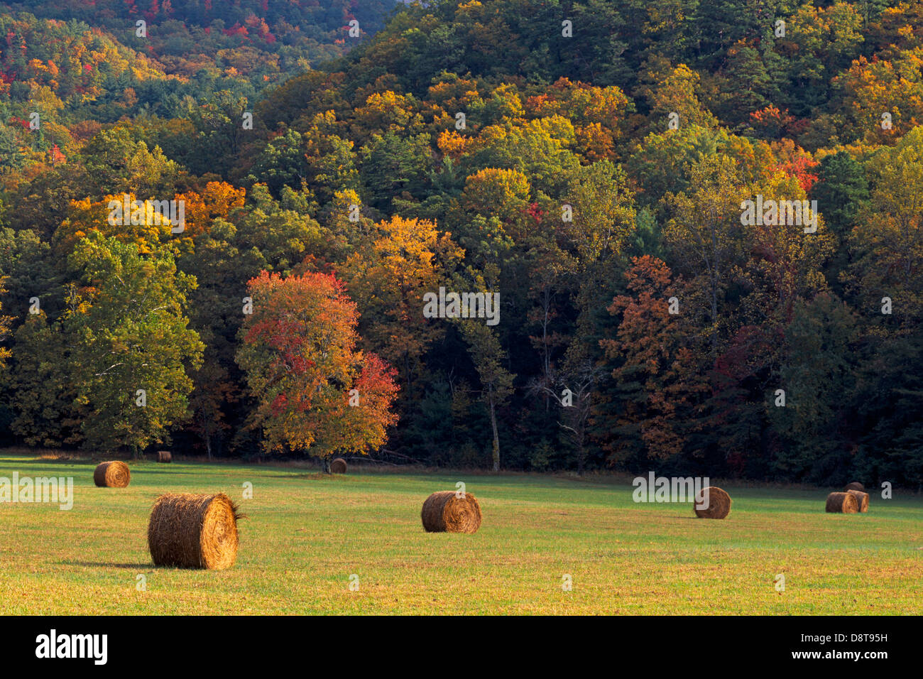 Rolled up hay bales on an autumn day in Cades Cove, Great Smokey Mountains National Park, Tennessee Stock Photo