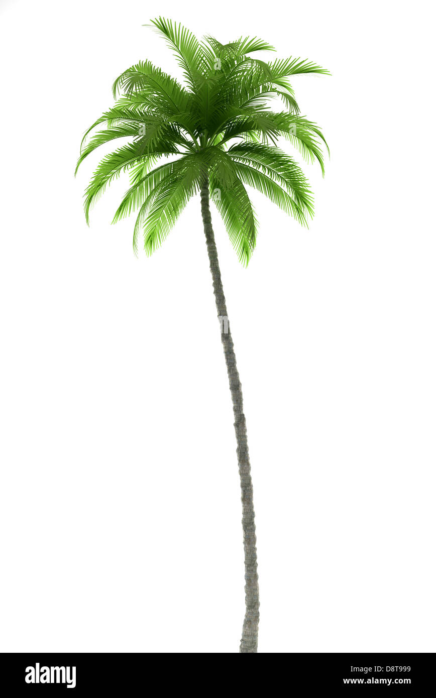 Palm tree isolated on white background Stock Photo