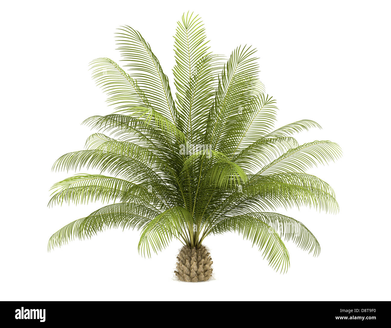 Palm Oil Tree Png palm-oil-tree-png