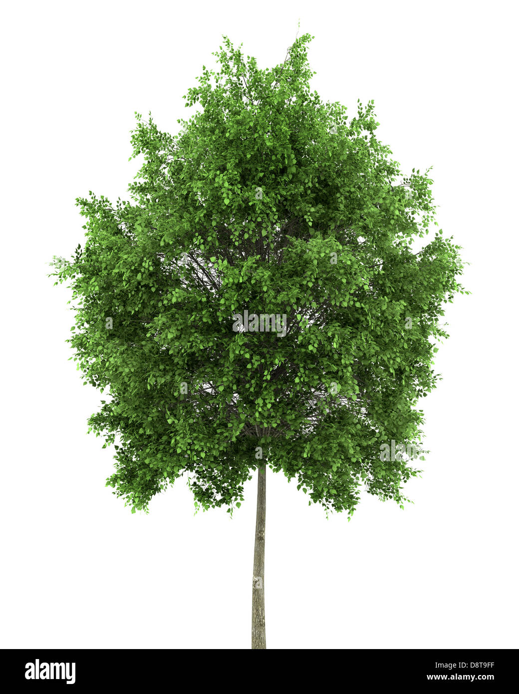 small-leaved lime tree isolated on white Stock Photo
