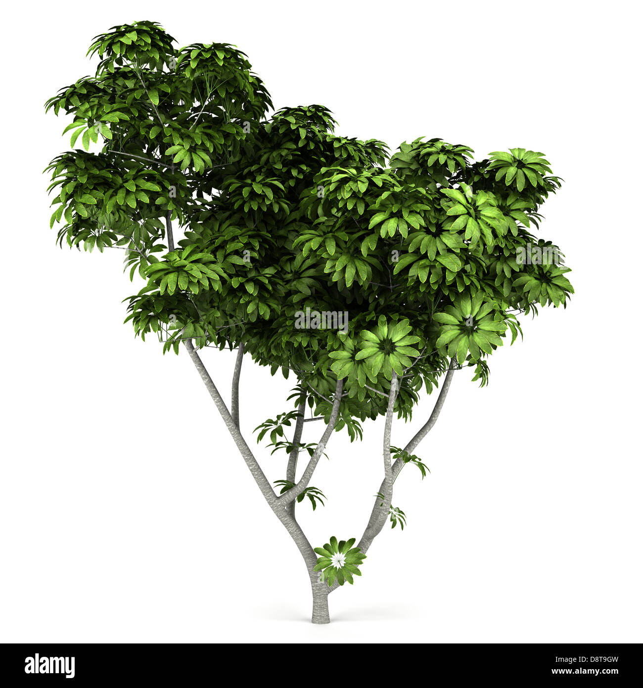 Umbrella tree isolated on white background Stock Photo Alamy