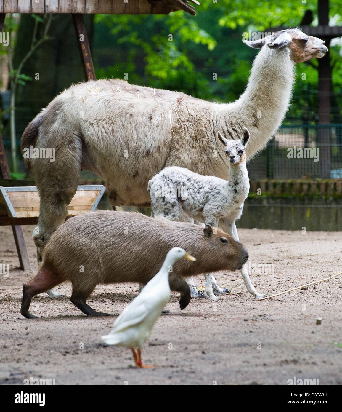 An Indian Runner Duck, a capybara and a baby lama with its mother walk ...