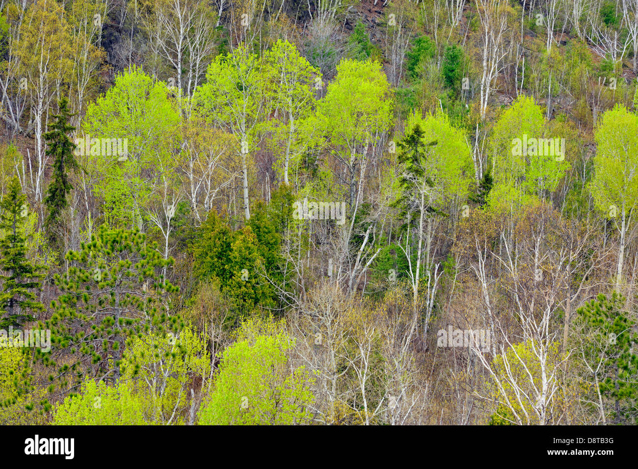 Spring forest with spruce aspen and birch Greater Sudbury Ontario Canada Stock Photo