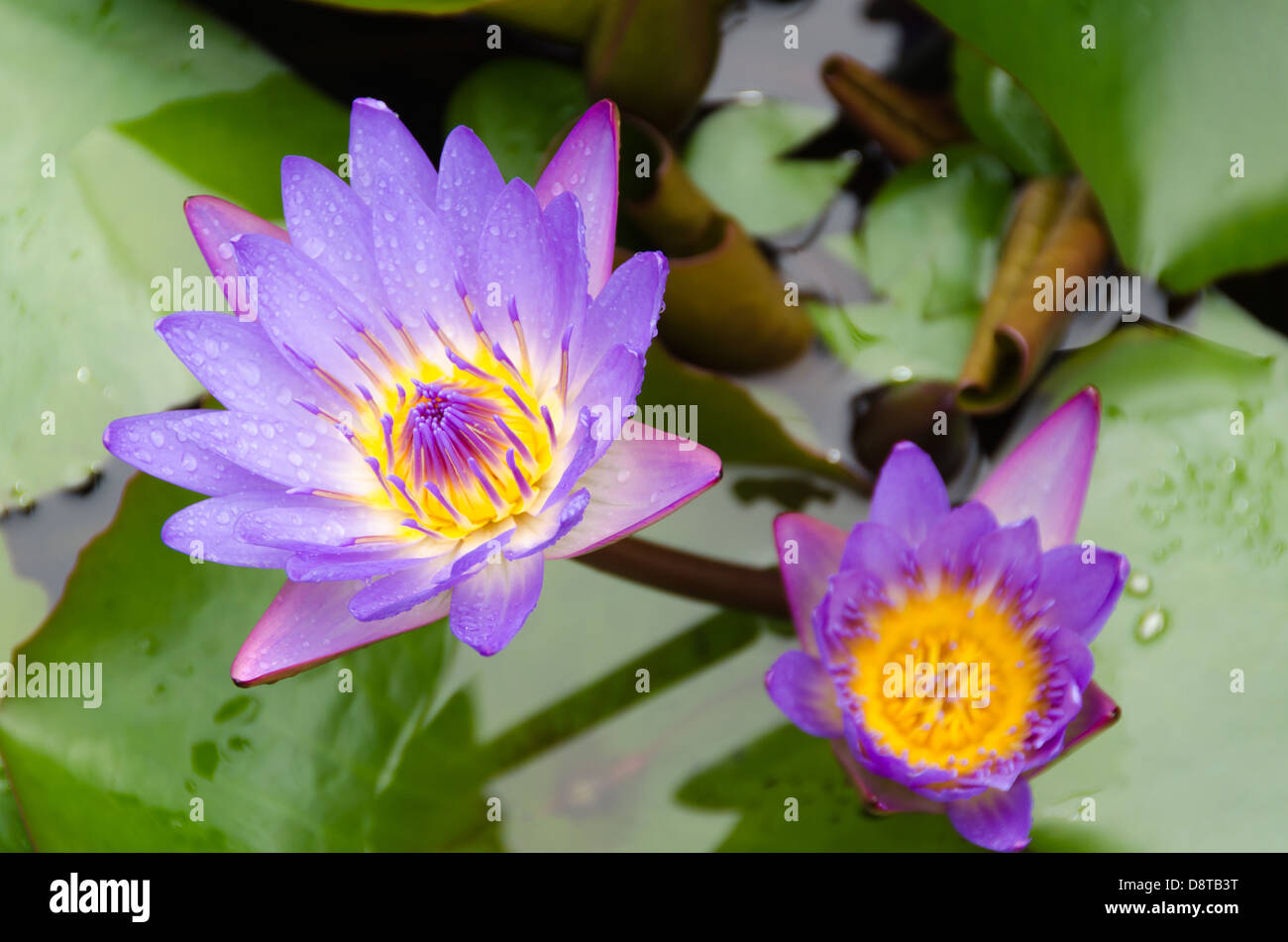 Purple hawaii flowers hi-res stock photography and images - Alamy
