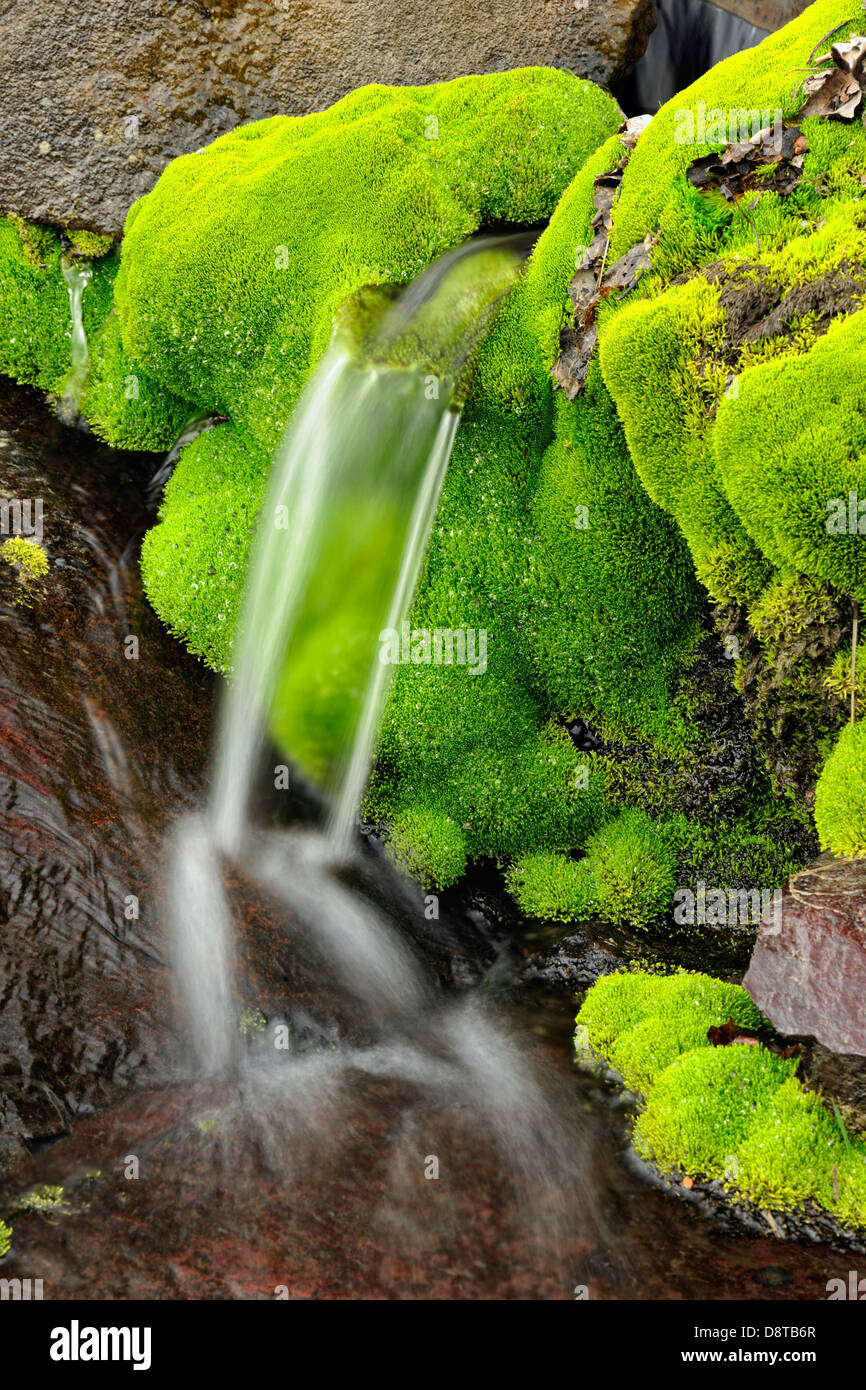 Spring cascade with clumps of moss Greater Sudbury Ontario Canada Stock Photo