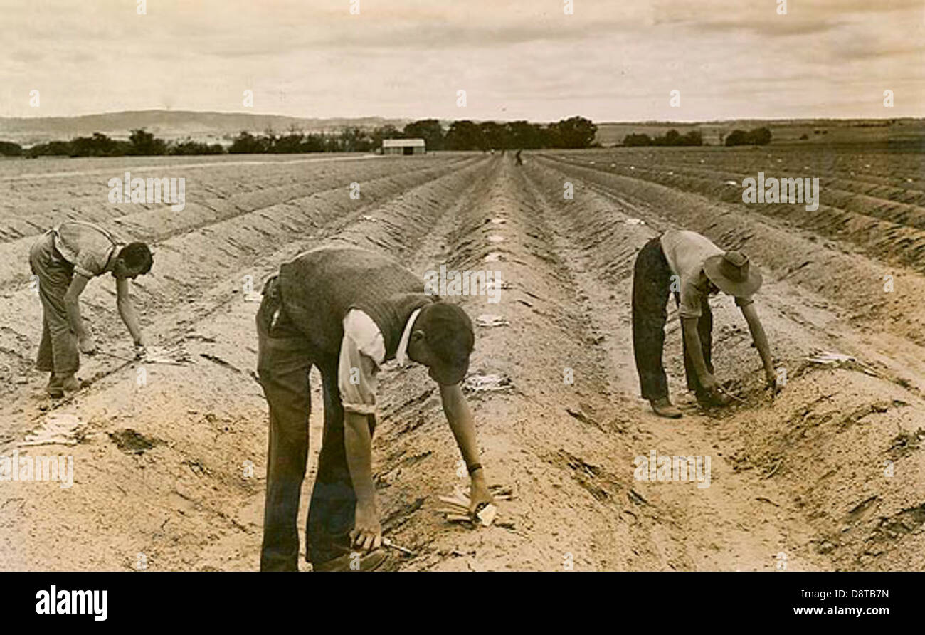 Harvesting Asparagus Stock Photo