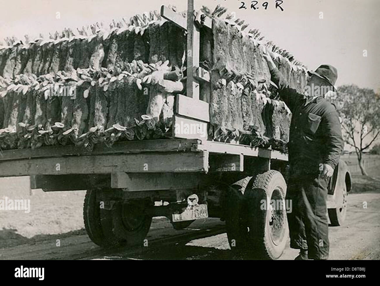 Rabbit trapping Stock Photo