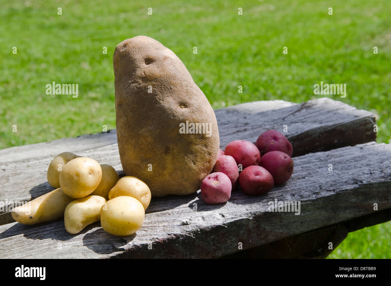 various size potatoes Stock Photo Alamy