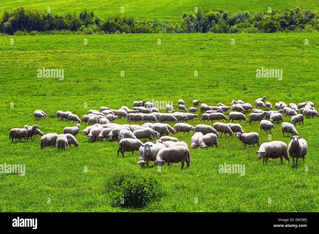 Sheep on a green meadow Stock Photo - Alamy