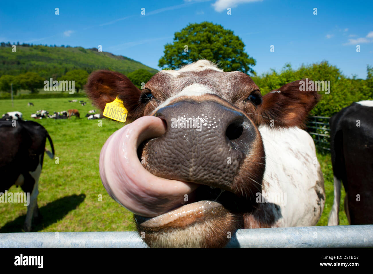 A Cow Sticks Its Tongue Out In A Field Under The Wrekin Hill Stock