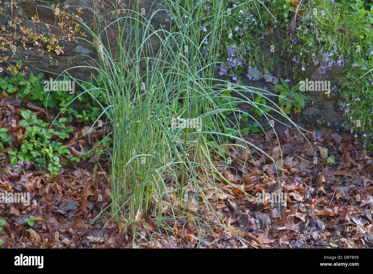Wild onion grass growing in a garden in early spring Stock Photo