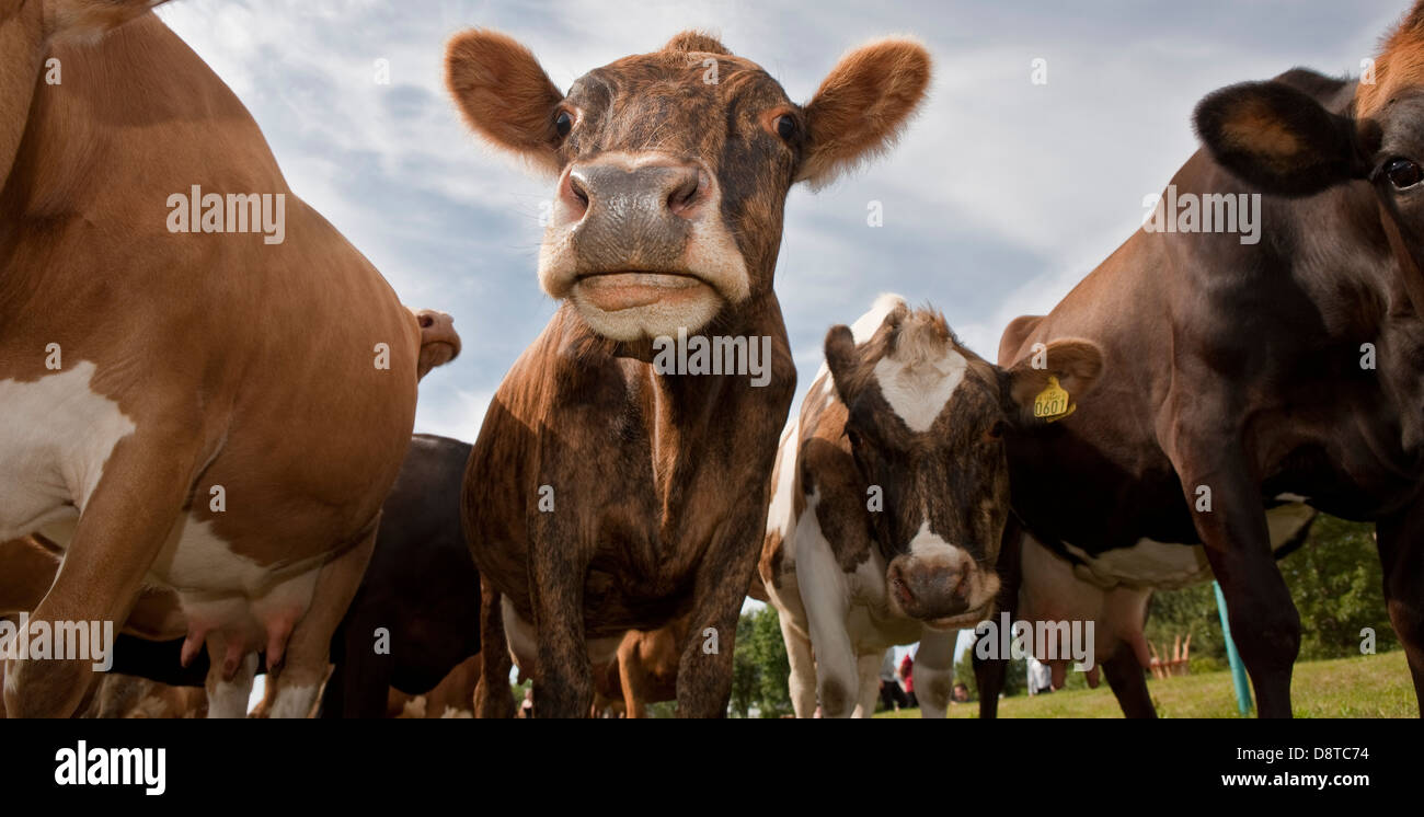 Dairy cows grazing, Hvalfjordur, Iceland Stock Photo
