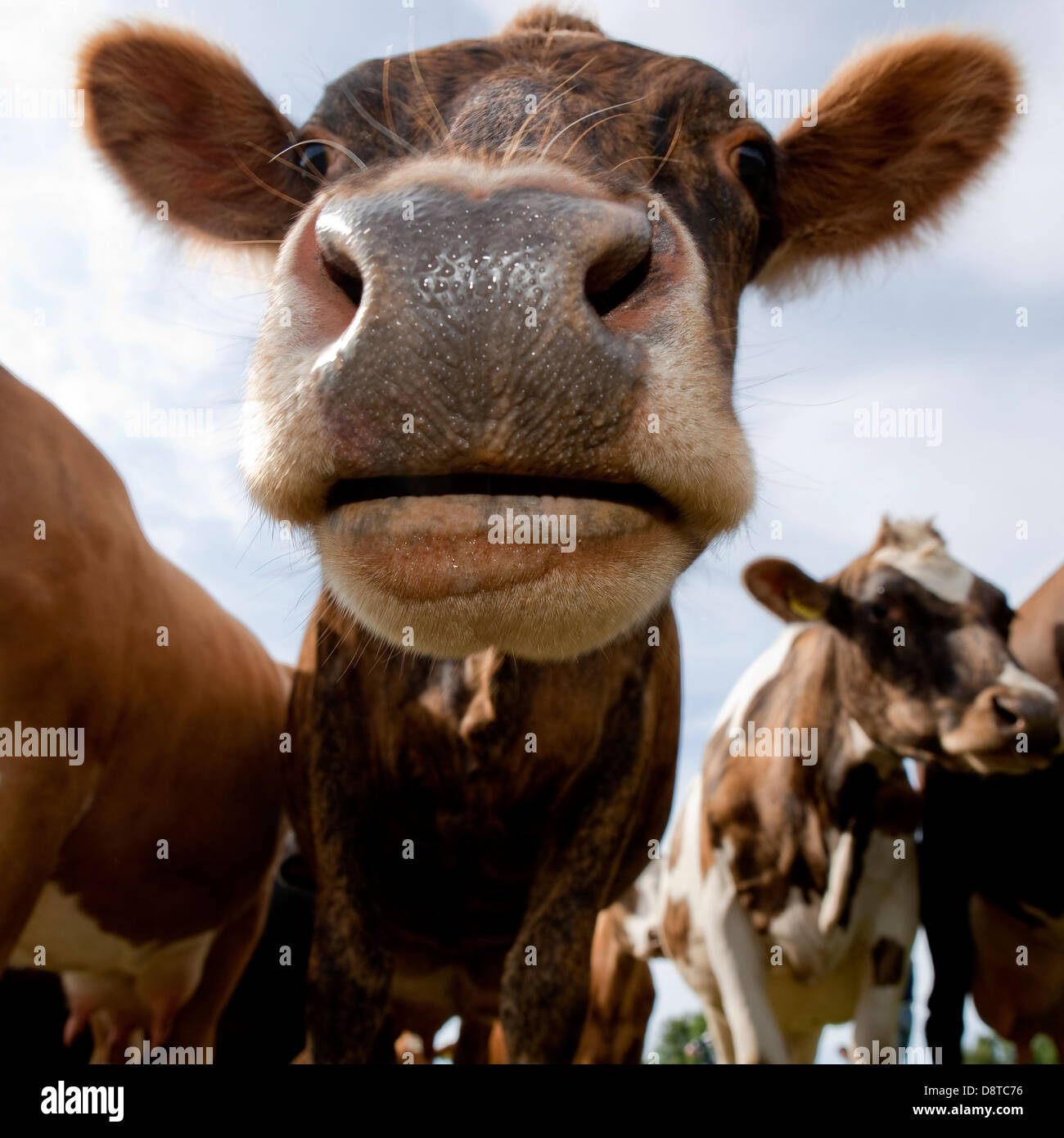 Dairy cows grazing, Hvalfjordur, Iceland Stock Photo