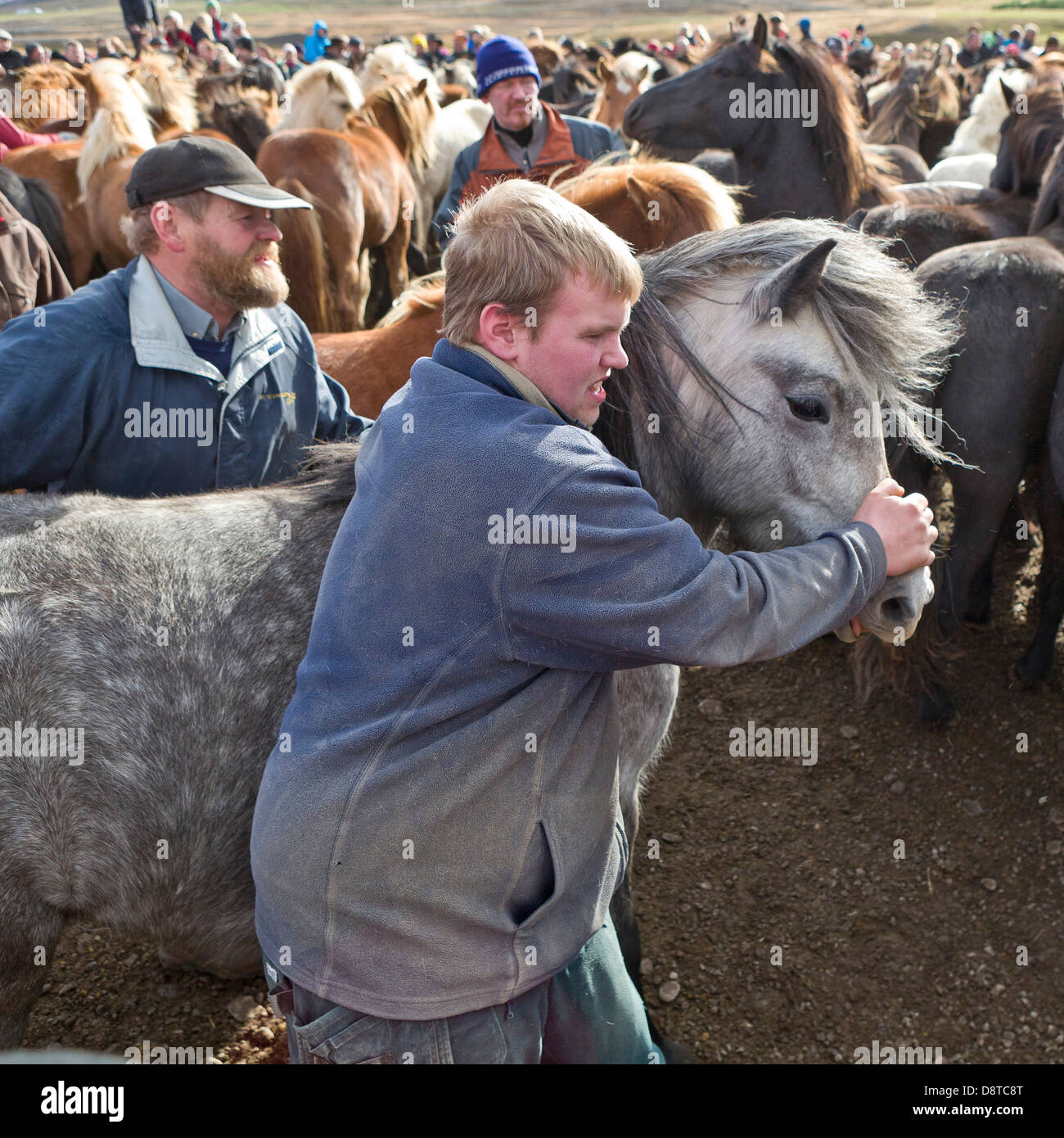 Annual Horse Round Up-Laufskalarett, Skagafjordur, Iceland Stock Photo ...