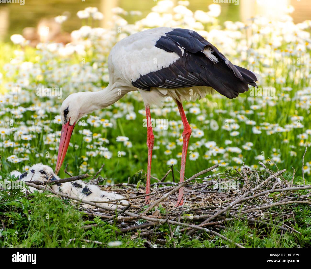 White stork with offspring Stock Photo