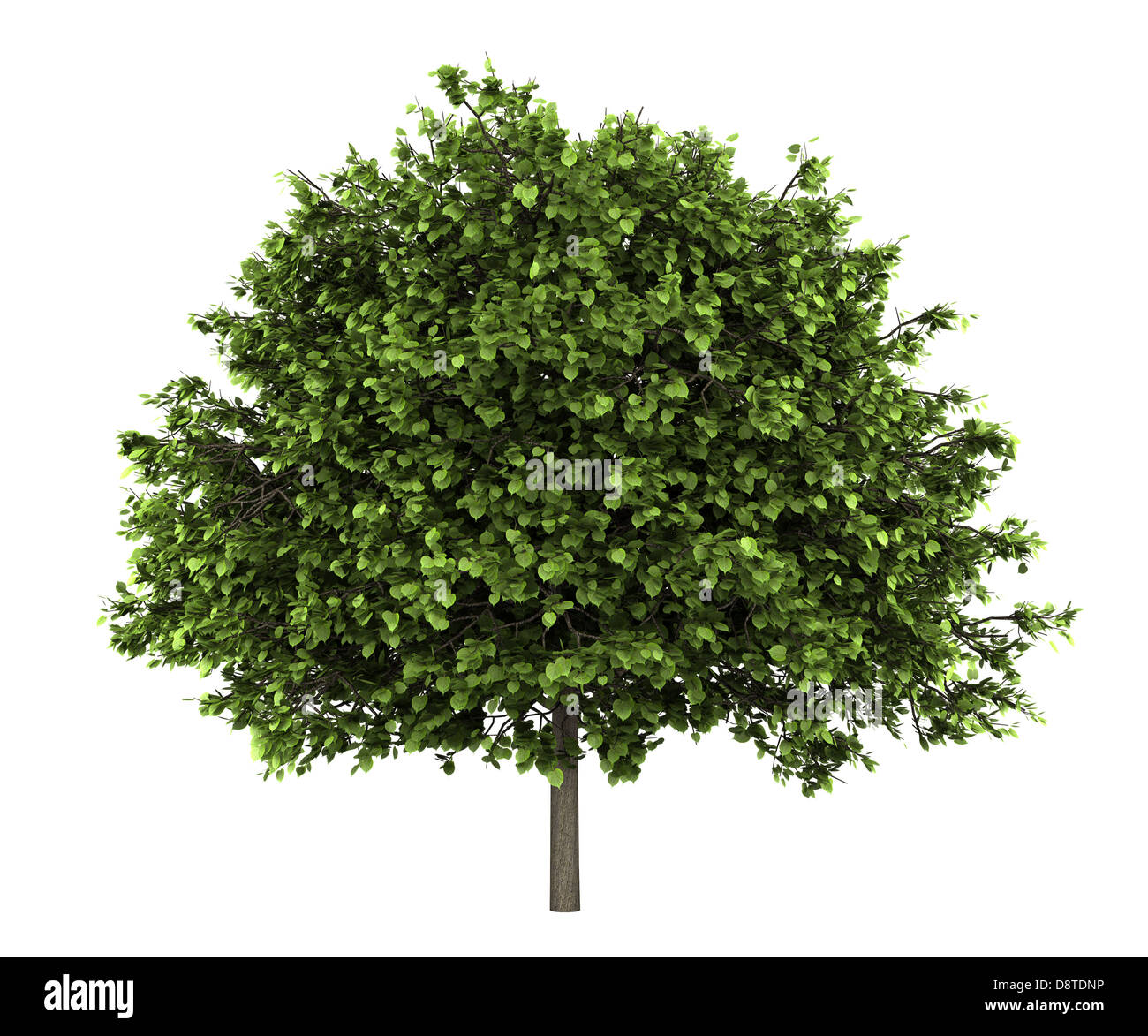 small-leaved lime tree isolated on white Stock Photo