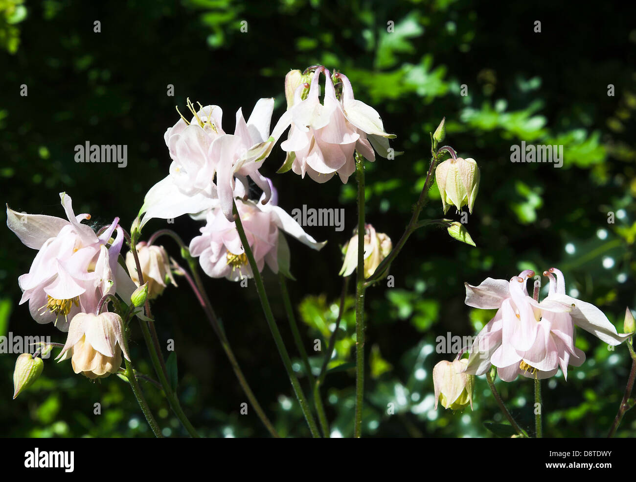 Pink Columbine Flowers in Bloom in a Cheshire Garden Alsager England United Kingdom UK Stock Photo