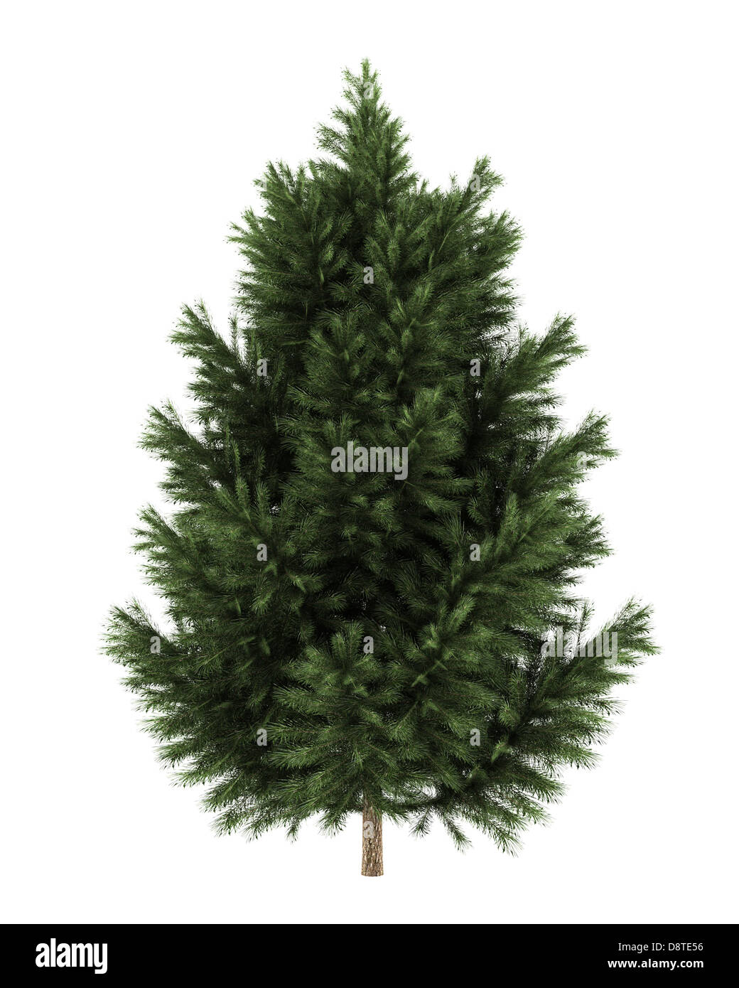 European black pine tree hires stock photography and images Alamy