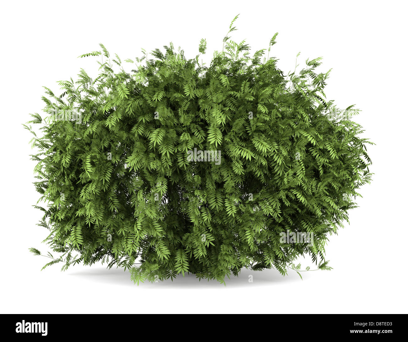 elderberry bush isolated on white background Stock Photo