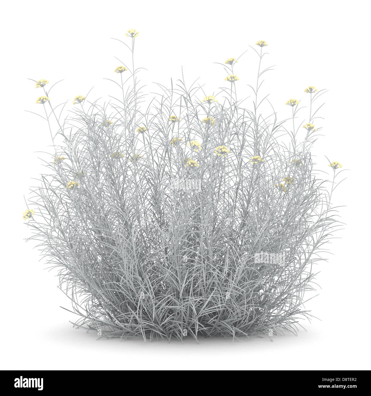 helichrysum bush isolated on white background Stock Photo