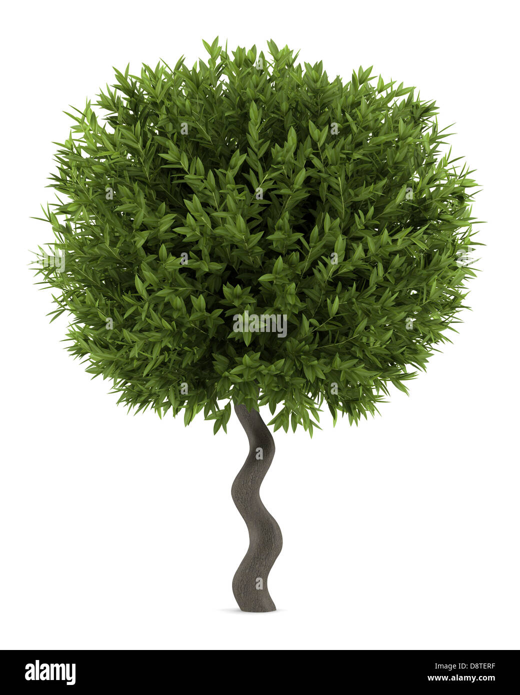 bay laurel bush isolated on white background Stock Photo