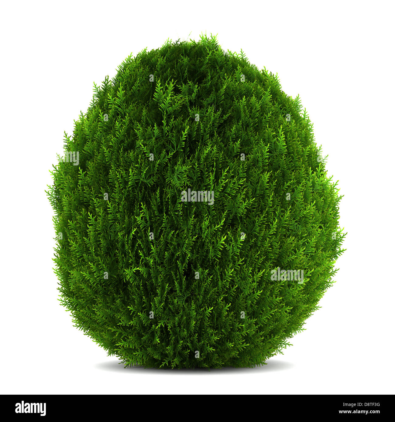 eastern arborvitae bush isolated on white Stock Photo - Alamy
