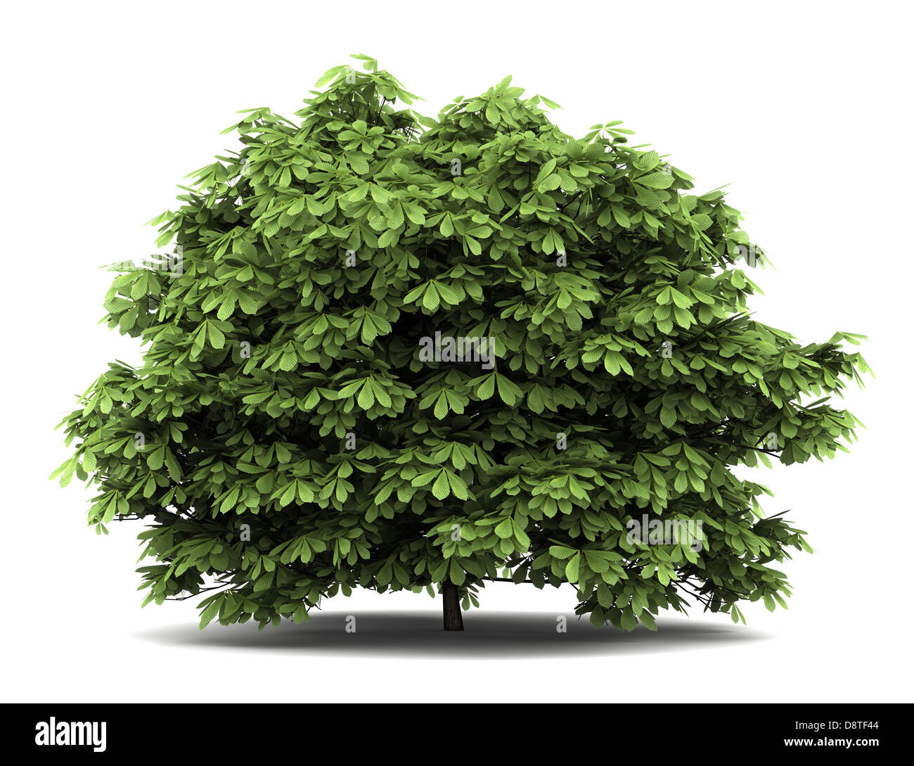 bottlebrush buckeye bush isolated on white Stock Photo
