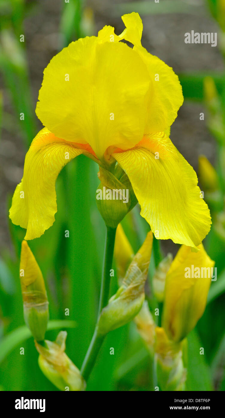 Yellow iris flower Stock Photo