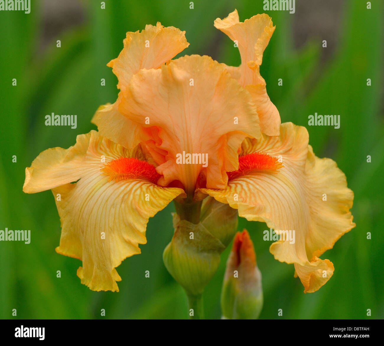 Orange iris flower Stock Photo